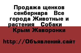 Продажа щенков сенбернара - Все города Животные и растения » Собаки   . Крым,Жаворонки